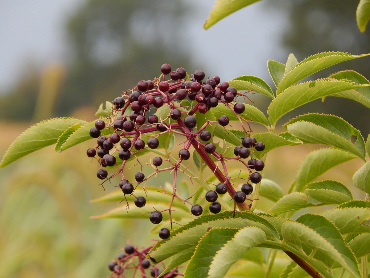 Elderberry