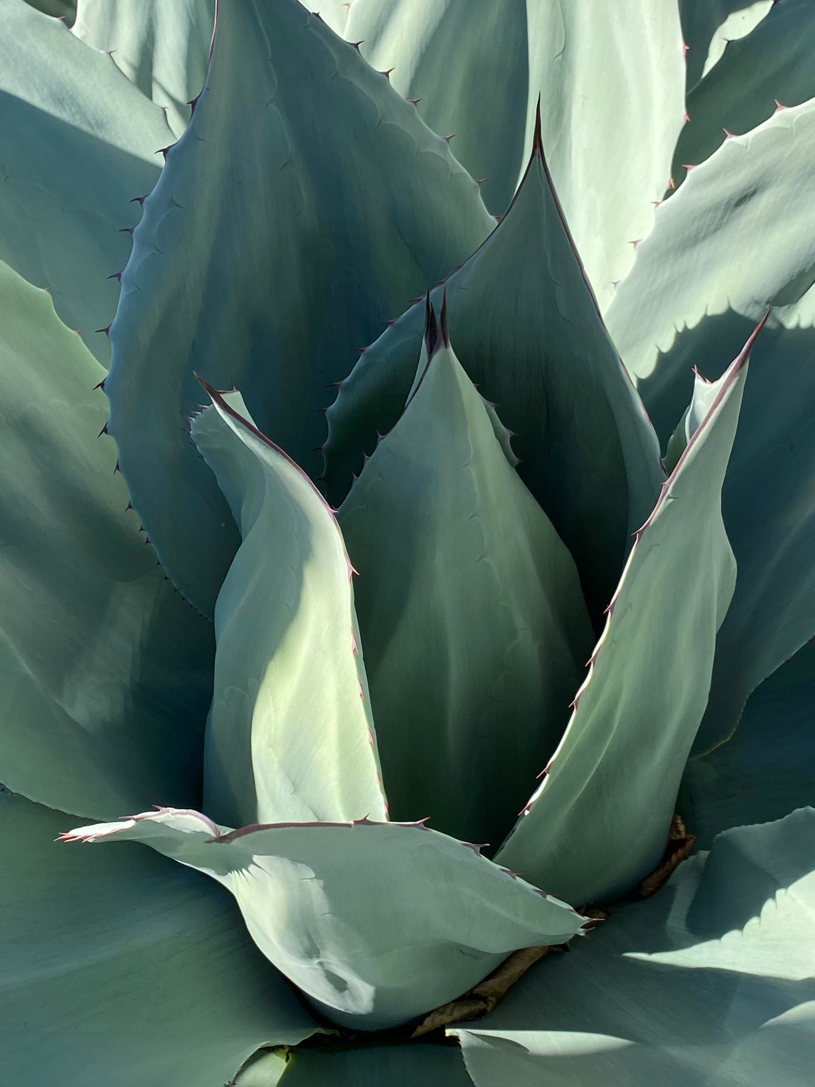 Close-up of a succulent plant with large, layered leaves.